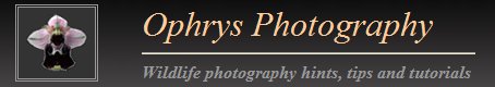 Ophrys Photography - 